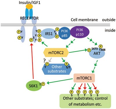 in vivo tracking of glutathione metabolism Dietary (Phyto)Nutrients for Glutathione Support