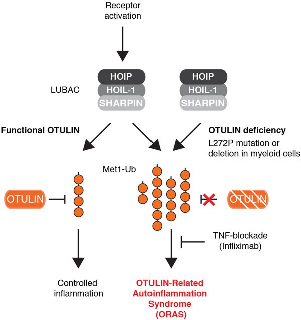 Otulin Deficiency Causes Auto Inflammatory Syndrome Cell Research