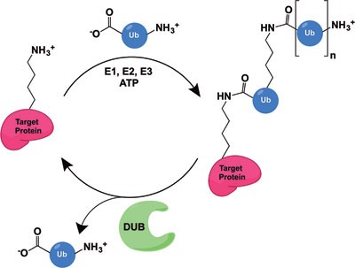 Substrate Specificity Of The Ubiquitin And Ubl Proteases Cell Research