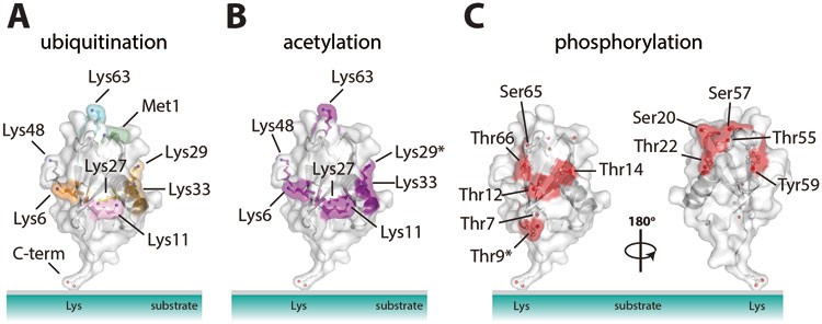 Ubiquitin modifications | Cell Research