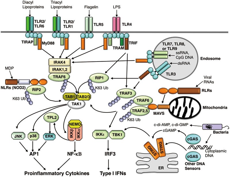 Ubiquitin Signaling In Immune Responses Cell Research - 