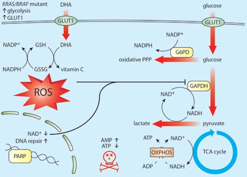 Anti-cancer effects of vitamin C revisited | Cell Research