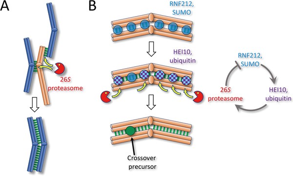 Proteasomes on the chromosome | Cell Research Proteasomes on the chromosome | Cell Research