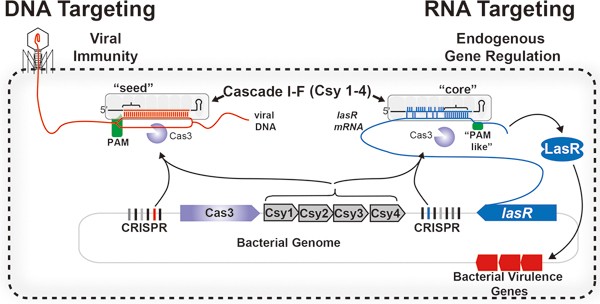 Crispr Control Of Virulence In Pseudomonas Aeruginosa Cell Research