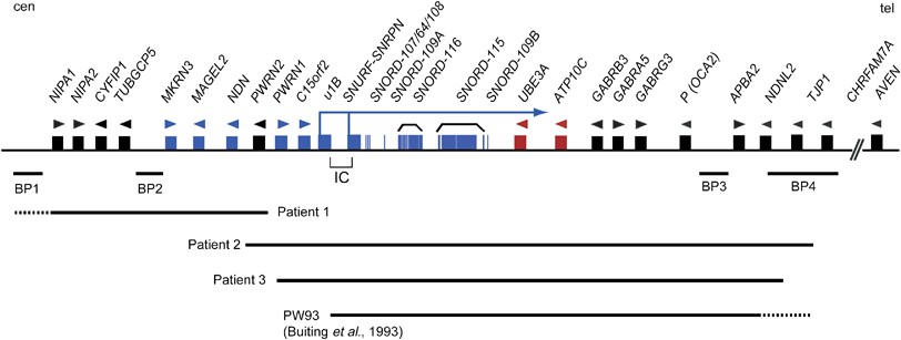 A paternal deletion of MKRN3, MAGEL2 and NDN does not result in Prader–Willi  syndrome