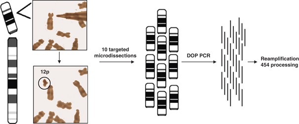High-throughput sequencing of microdissected chromosomal regions | European  Journal of Human Genetics