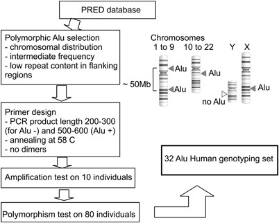 A new set of markers for human identification based on 32 polymorphic Alu  insertions | European Journal of Human Genetics