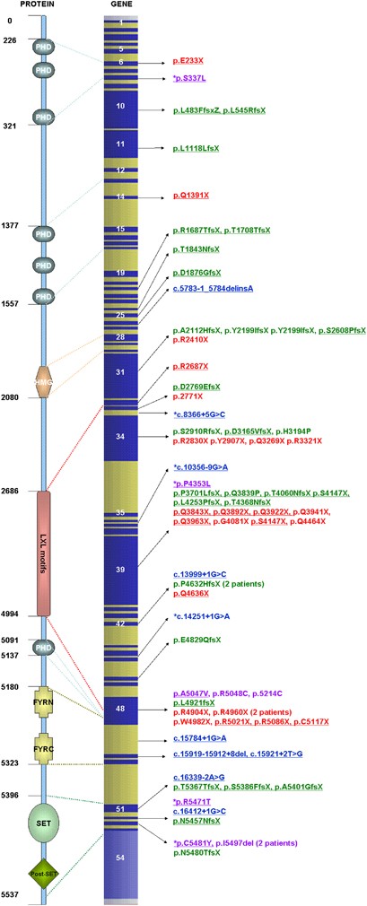 Clinical heterogeneity of Kabuki syndrome in a cohort of Italian patients  and review of the literature