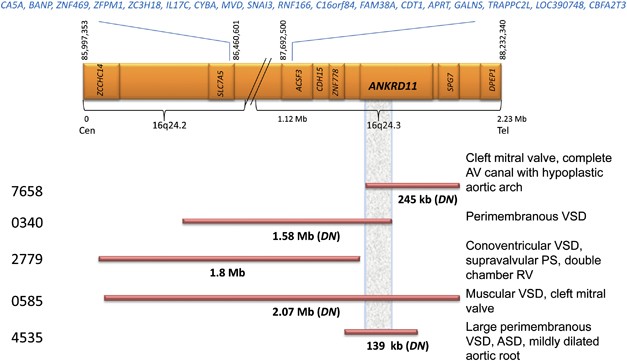 (PDF) Identification of de novo EP300 and PLAU variants in a patient with  Rubinstein–Taybi syndrome-related arterial vasculopathy and skeletal anomaly