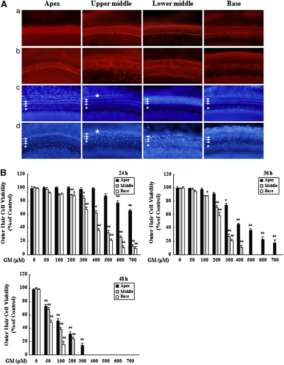 Different Uptake Of Gentamicin Through Trpv1 And Trpv4 Channels Determines Cochlear Hair Cell Vulnerability Experimental Molecular Medicine