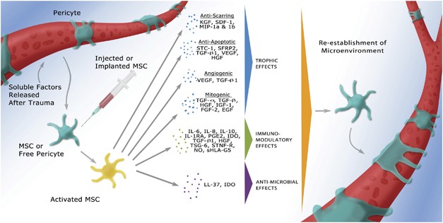 Mesenchymal Stem Cells Environmentally Responsive Therapeutics For Regenerative Medicine Experimental Molecular Medicine