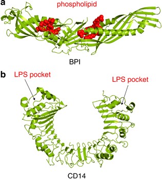 Fruncir el ceño Traición Bloquear Recognition of lipopolysaccharide pattern by TLR4 complexes | Experimental  & Molecular Medicine