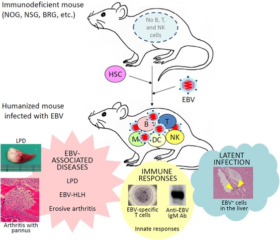 Modeling EBV infection and pathogenesis in new-generation humanized mice |  Experimental & Molecular Medicine