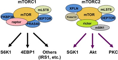 The role of amino acid-induced mammalian target of rapamycin complex 1(mTORC1) signaling in insulin resistance