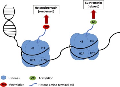 Epigenetic Regulation And Chromatin Remodeling In Learning And Memory |  Experimental & Molecular Medicine