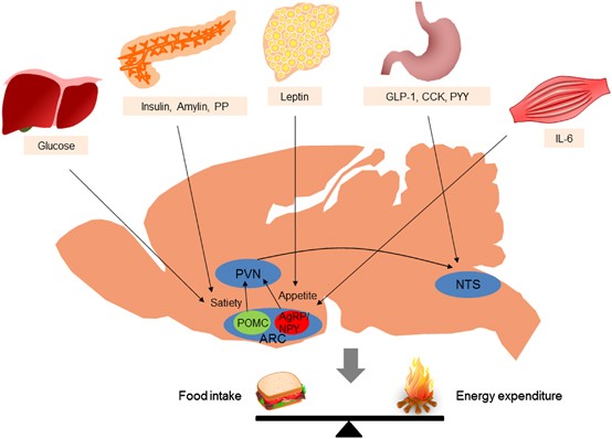 Emerging role of the brain in the homeostatic regulation of energy and glucose  metabolism | Experimental & Molecular Medicine