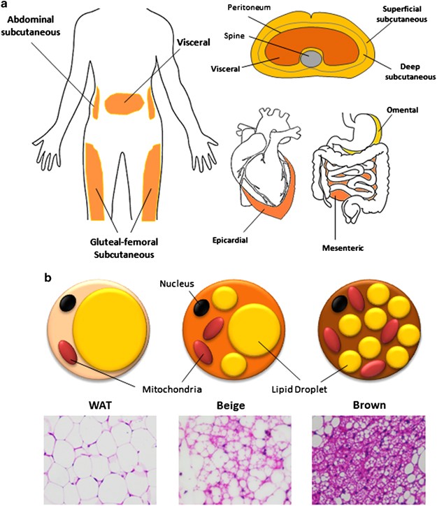 Heterogeneity of white adipose tissue: molecular basis and clinical  implications | Experimental & Molecular Medicine