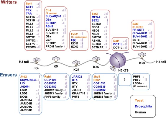 Writing, erasing and reading histone lysine methylations | Experimental &  Molecular Medicine