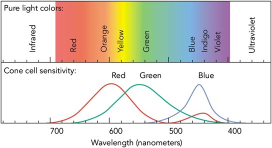 Molecular Expressions: Science, Optics, and You: Light and Color - Human  Vision and Color