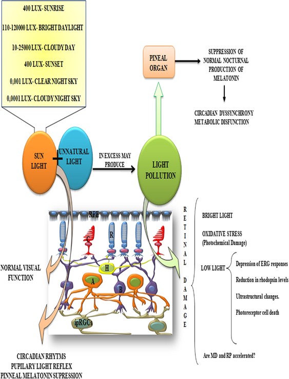 Light Pollution The Possible Consequences Of Excessive Illumination On Retina Eye