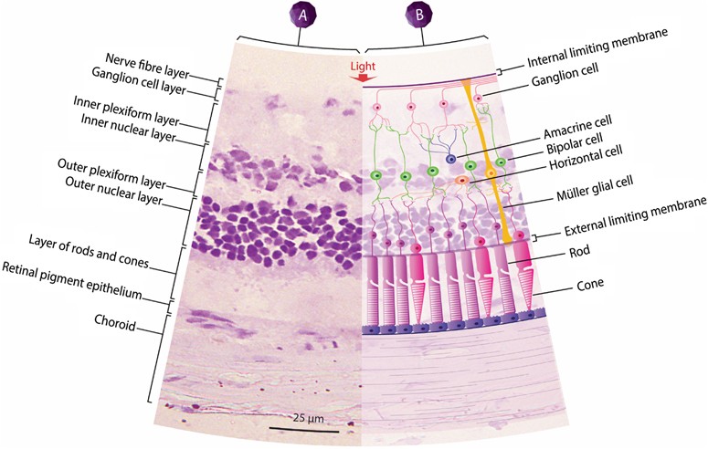 Revisiting The Role Of Erythropoietin For Treatment Of Ocular