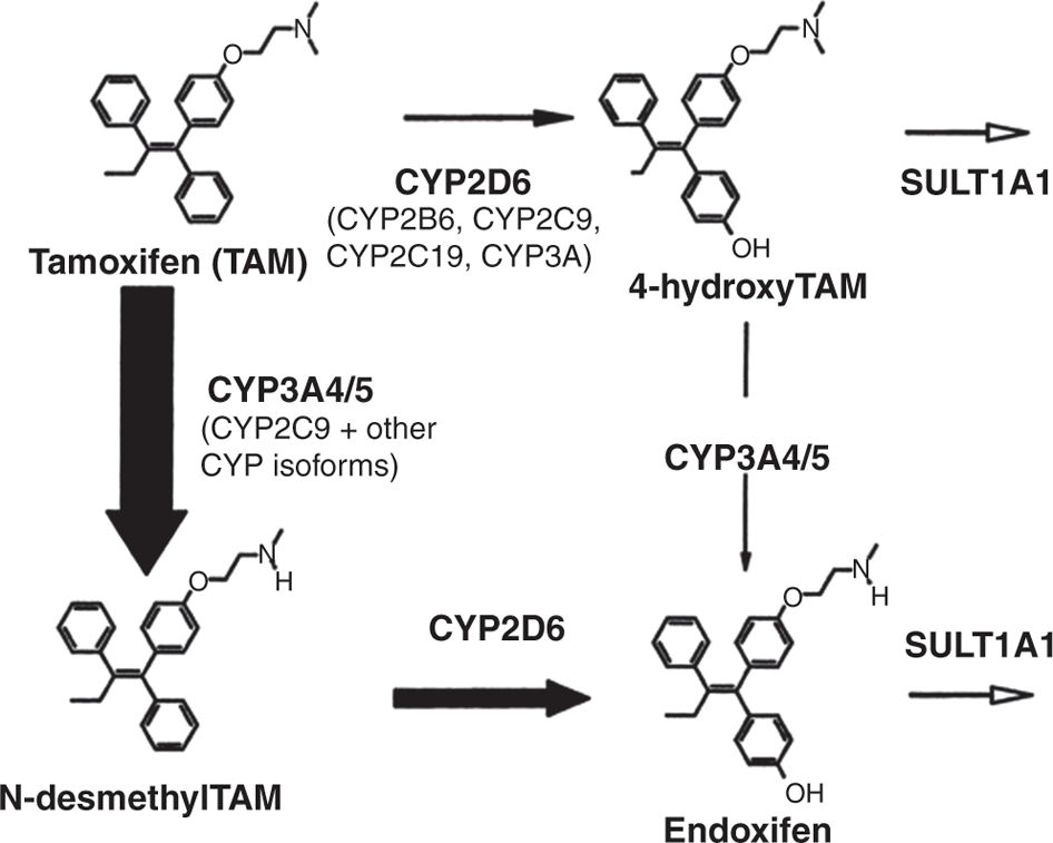 CYP2D6 polymorphisms influence tamoxifen treatment outcomes in