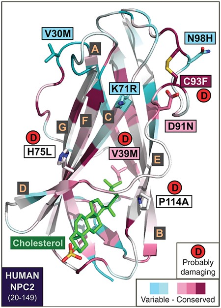 Rapid Diagnosis of 83 Patients with Niemann Pick Type C Disease and Related  Cholesterol Transport Disorders by Cholestantriol Screening - eBioMedicine