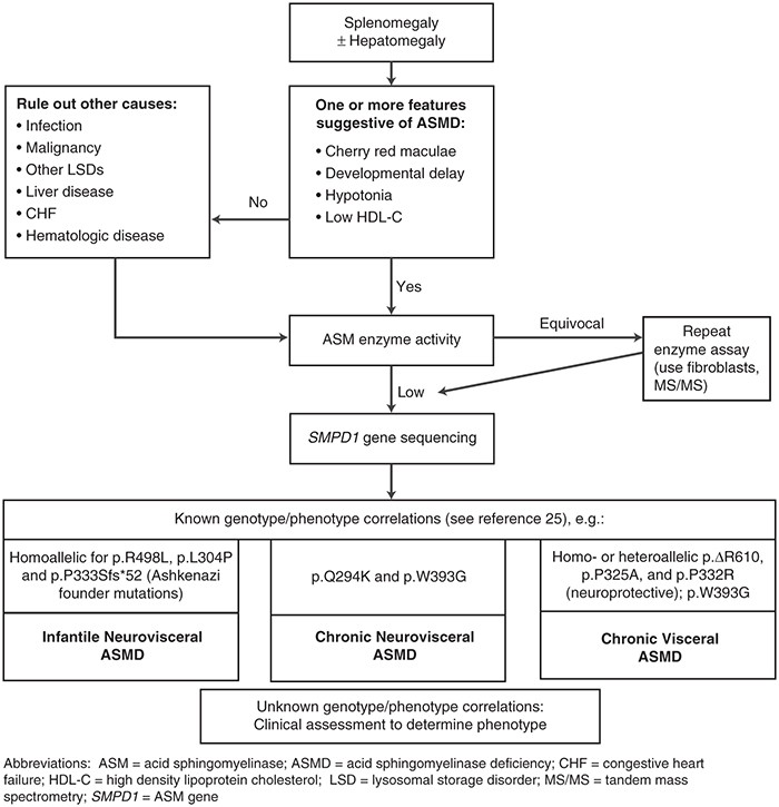 Acid Sphingomyelinase Deficiency - Symptoms, Causes, Treatment