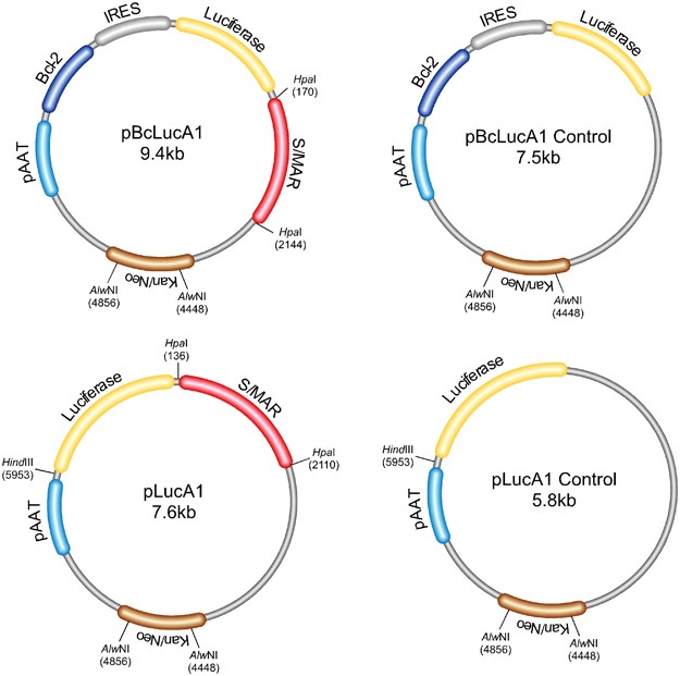 Non-viral S/MAR vectors replicate episomally in vivo when provided with a  selective advantage | Gene Therapy