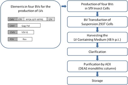 Production and purification of lentiviral vectors generated in 293T  suspension cells with baculoviral vectors | Gene Therapy