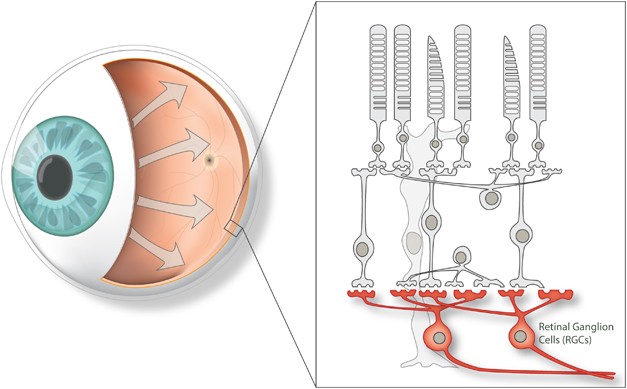 Retina - Gene Vision