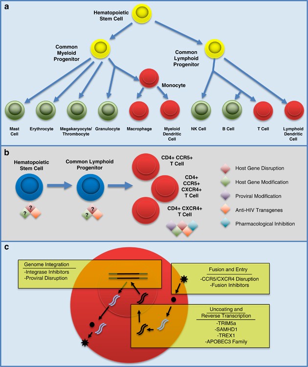 Combinatorial anti-HIV gene therapy: using a multipronged approach to reach  beyond HAART | Gene Therapy