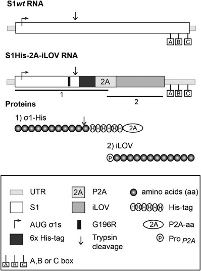 Replicating Reoviruses With A Transgene Replacing The Codons For The Head Domain Of The Viral Spike Gene Therapy