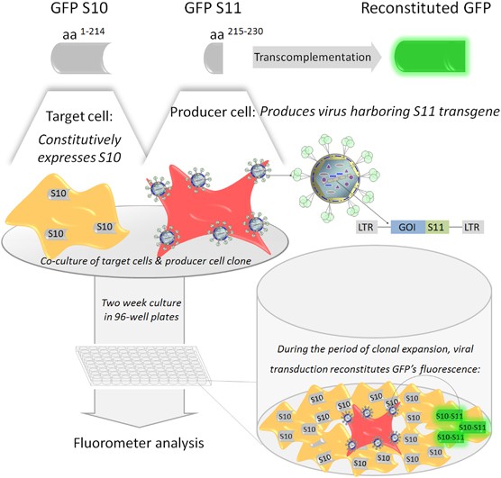 Single-step cloning-screening method: a new tool for developing and  studying high-titer viral vector producer cells | Gene Therapy