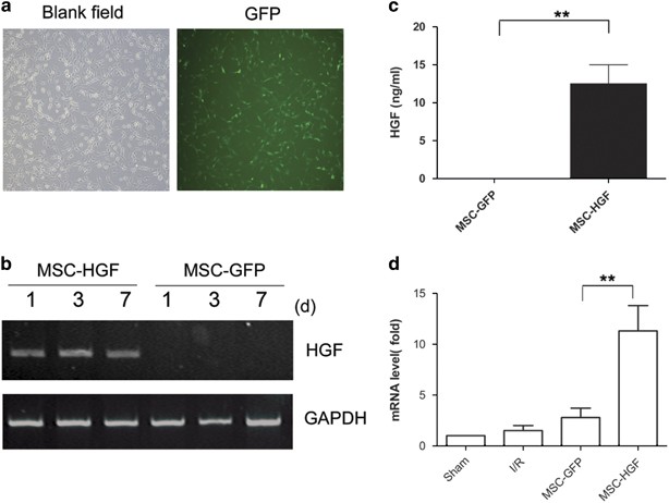 Hepatocyte growth factor-modified mesenchymal stem cells improve  ischemia/reperfusion-induced acute lung injury in rats | Gene Therapy