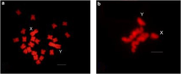 Silene As A Model System In Ecology And Evolution Heredity