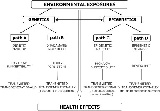 what is the difference between heredity and environment