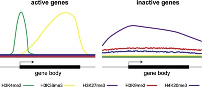 Histone methyltransferases Setd1b increases H3K4me3 level to