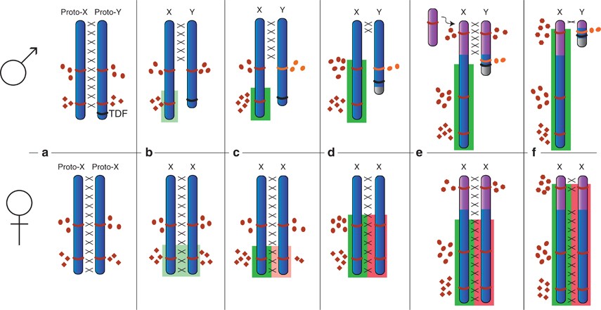 The origin and evolution of vertebrate sex chromosomes and dosage  compensation | Heredity