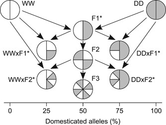 Multigenerational Hybridisation And Its Consequences For Maternal Effects In Atlantic Salmon Heredity