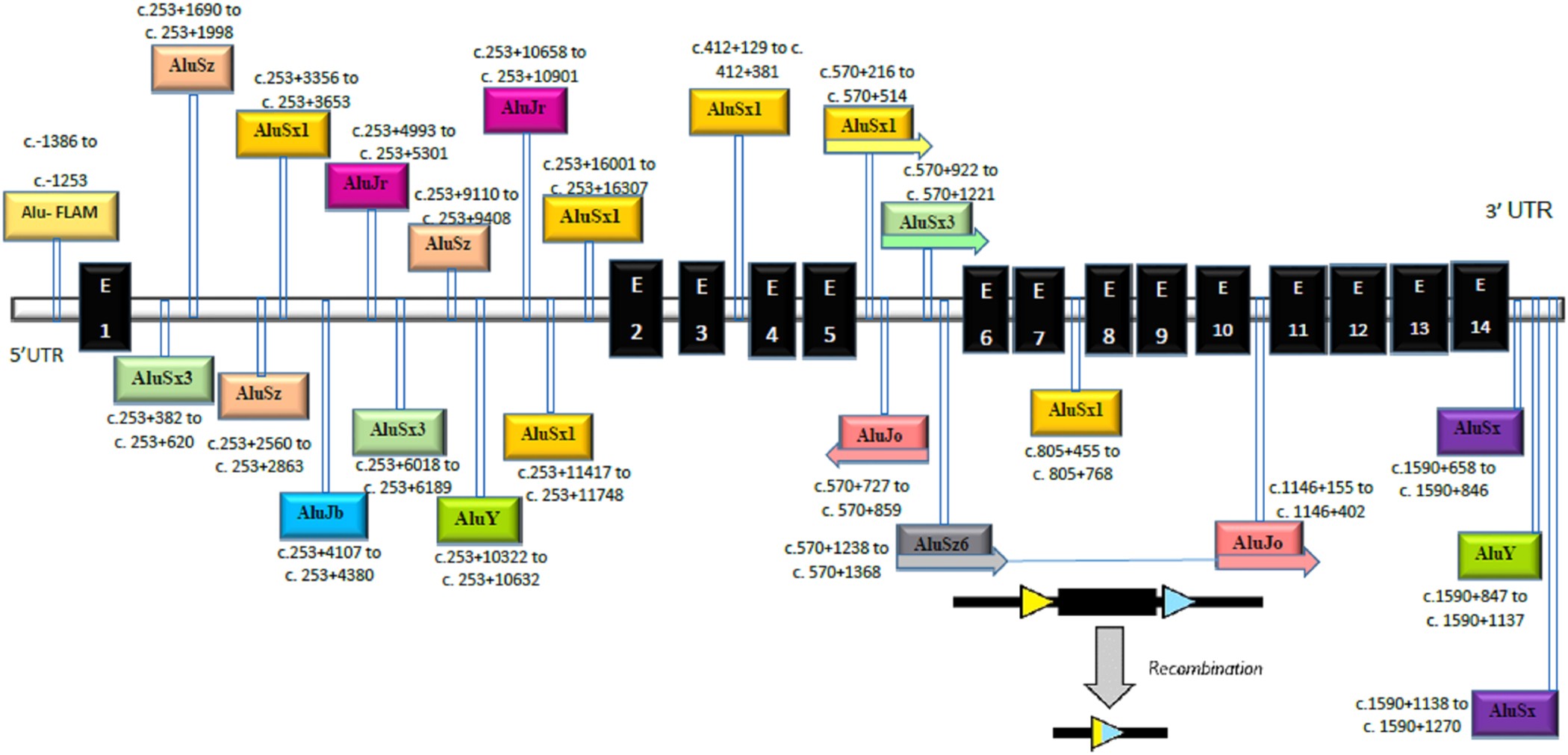 Generation of HEXA-deficient hiPSCs from fibroblasts of a Tay