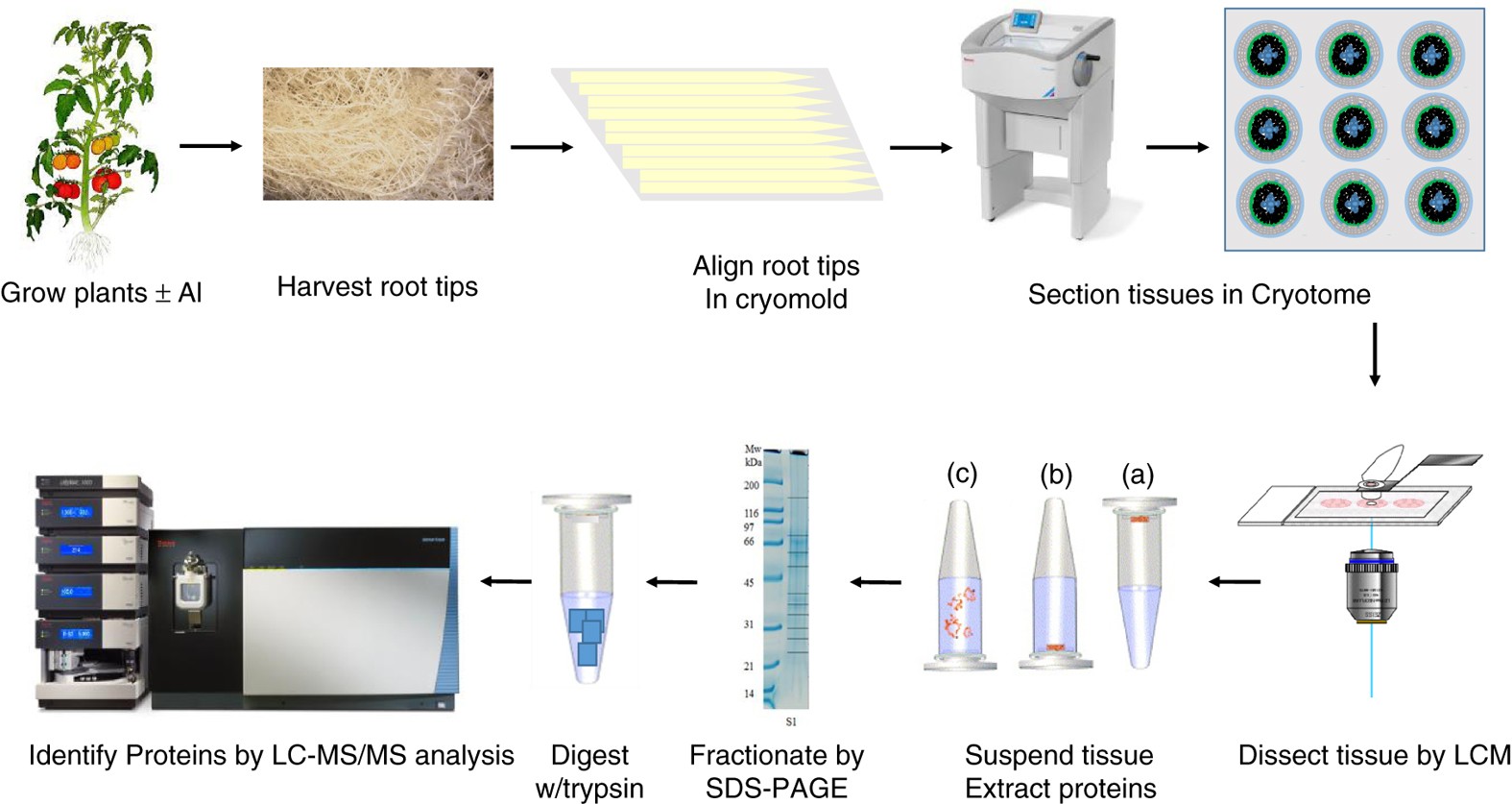 Development of a laser capture microscope-based single-cell-type proteomics  tool for studying proteomes of individual cell layers of plant roots |  Horticulture Research