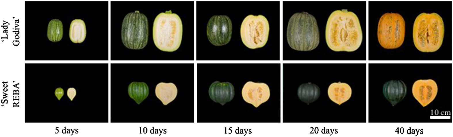 Comparative Analysis Of Cucurbita Pepo Metabolism Throughout Fruit
