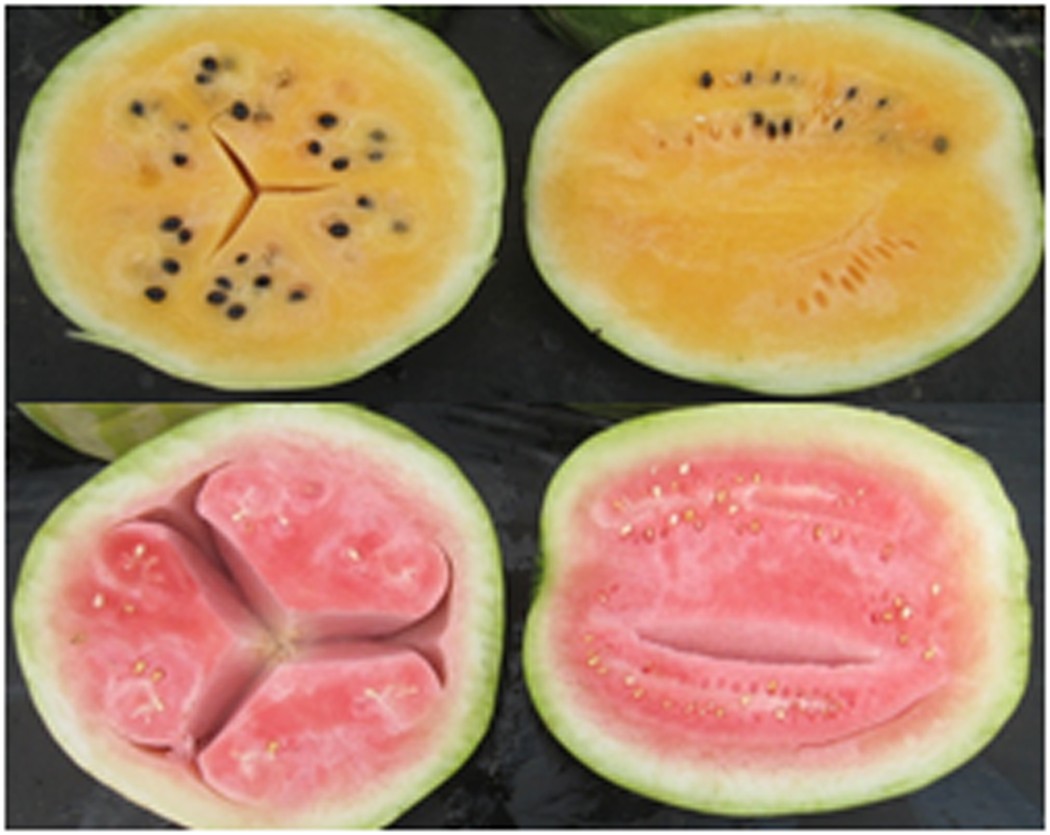 Watermelon Brix Chart