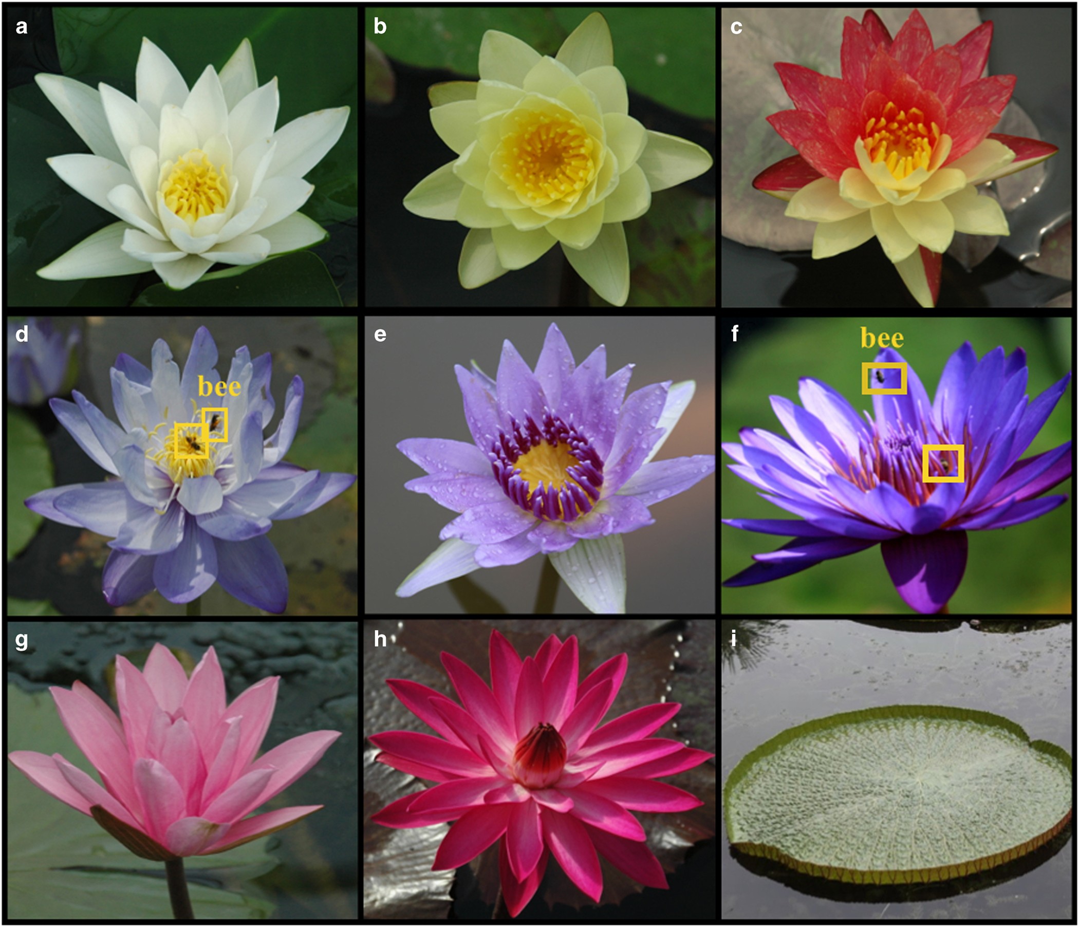 Water lilies as emerging models for Darwin's abominable mystery |  Horticulture Research