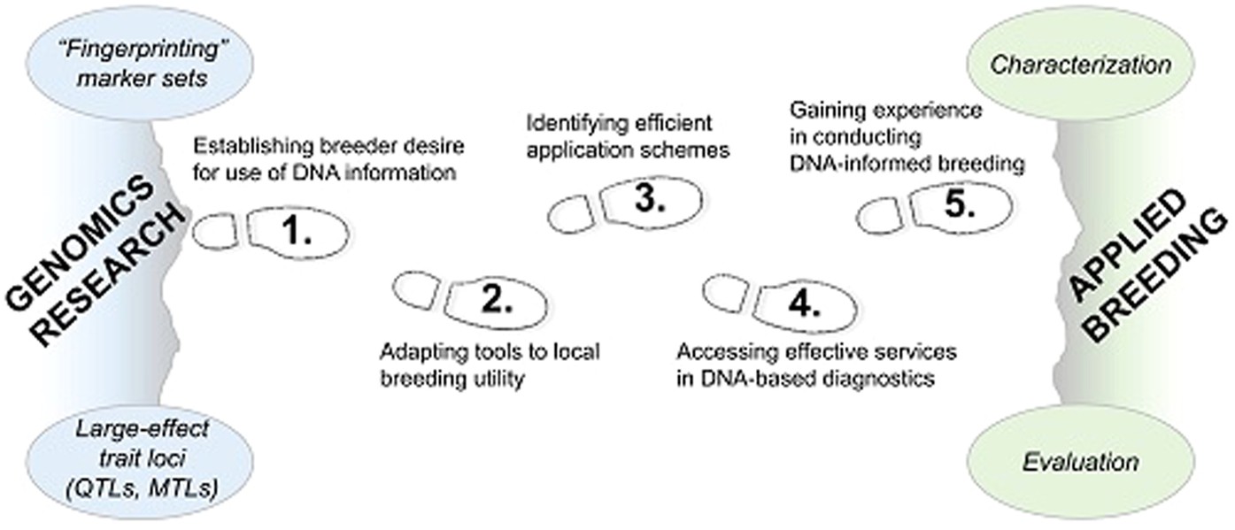 Dna Informed Breeding Of Rosaceous Crops Promises Progress - 