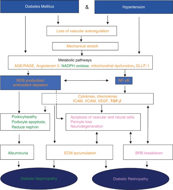 antihypertensive drugs in diabetic nephropathy vörösáfonya a cukorbetegség kezelésében