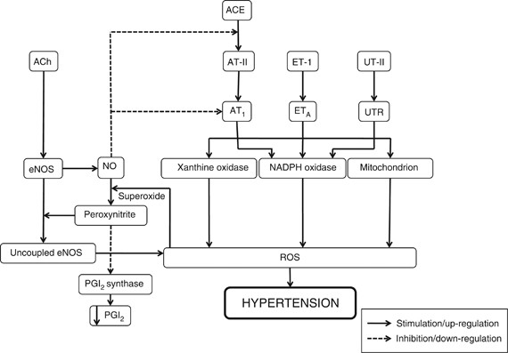 The role of oxidative stress the pathophysiology hypertension | Research