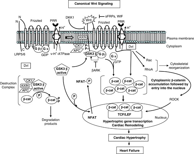 Potential Cross Talk Between Pro Renin Receptors And Wnt Frizzled Receptors In Cardiovascular And Renal Disorders Hypertension Research Potential Cross Talk Between Pro Renin Receptors And Wnt Frizzled Receptors In Cardiovascular And Renal Disorders Hypertension Research