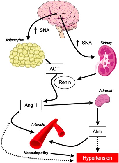 Høring Betaling kollidere Sympathetic nervous system in obesity-related hypertension: mechanisms and  clinical implications | Hypertension Research